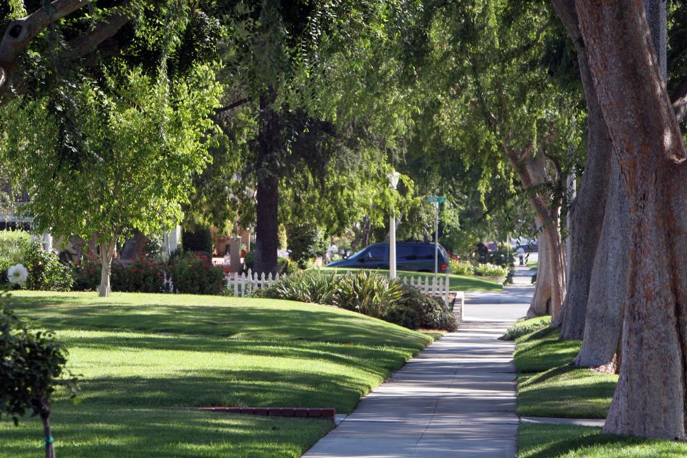 Tree lined.004.jpg Image