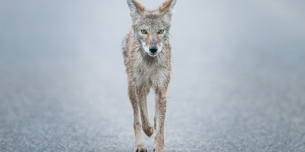 Coyote Awareness - Parks & Recreation - City Of Burbank